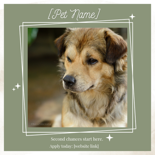Featured Pet Template Pack - Hope & Homes