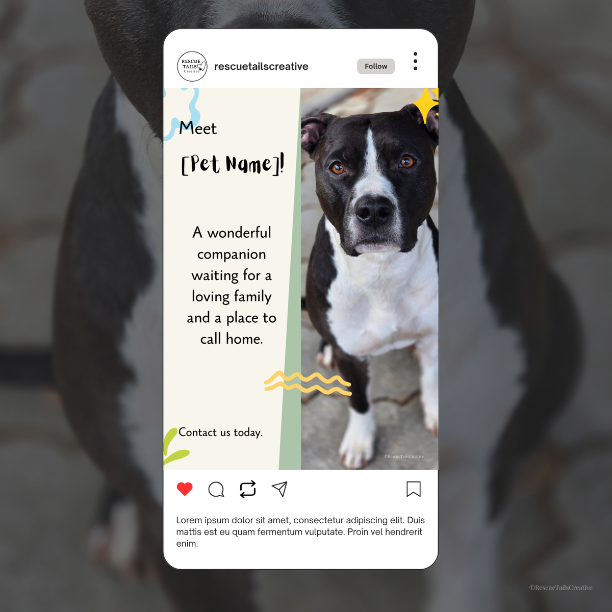 Canva featured pet templates helping animal welfare nonprofits create consistent adoption posts