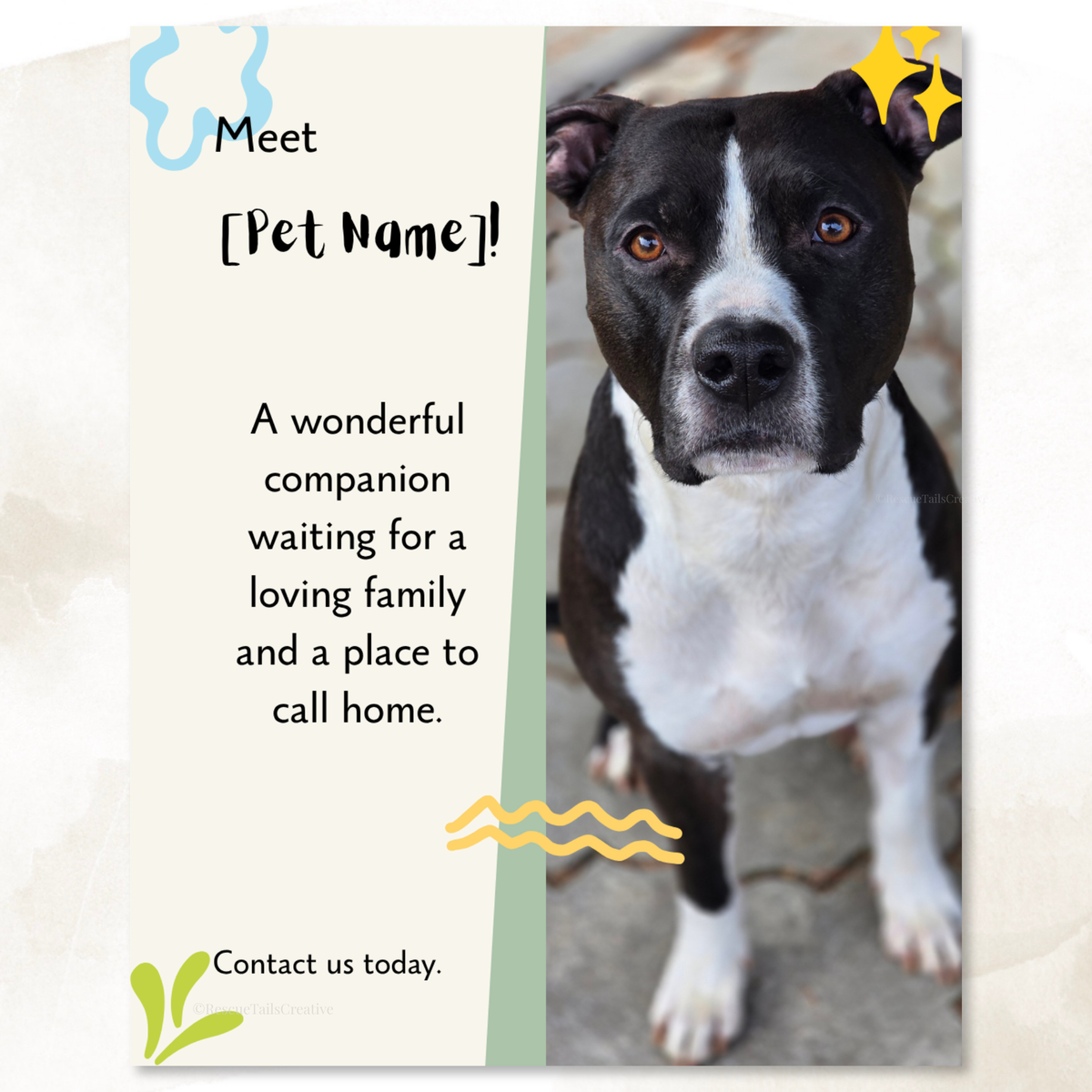 Social media design featuring a dog available for adoption through a rescue organization