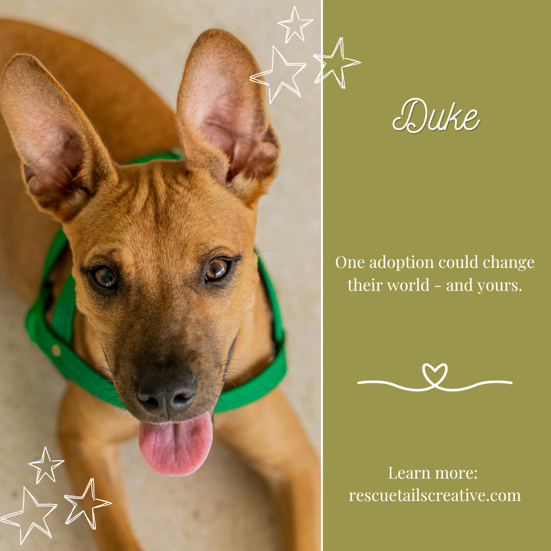 Dog adoption post template - Dog with a green collar on a light background, with text about adoption and a website link. 