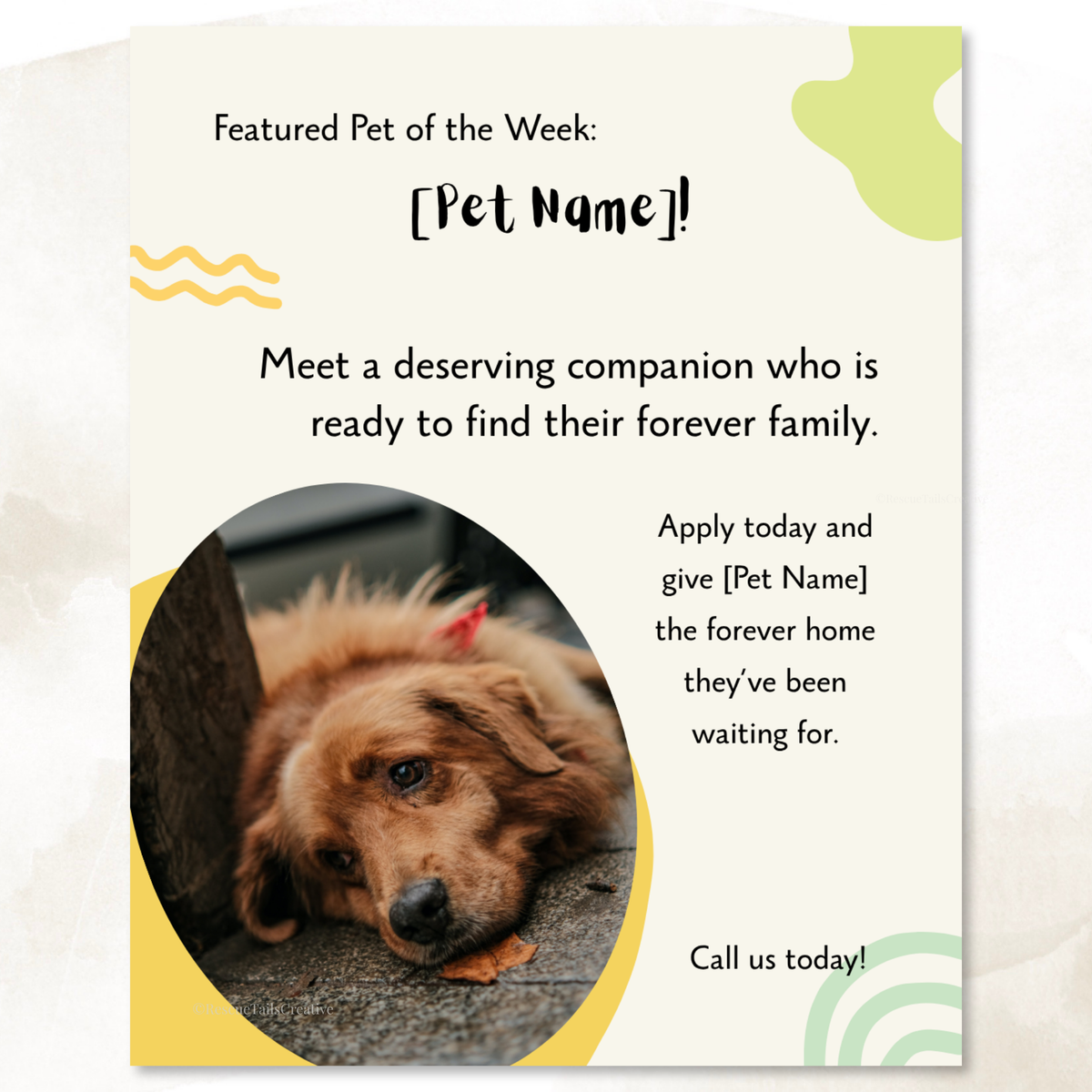 Featured pet Instagram graphic encouraging potential adopters to call or message the rescue