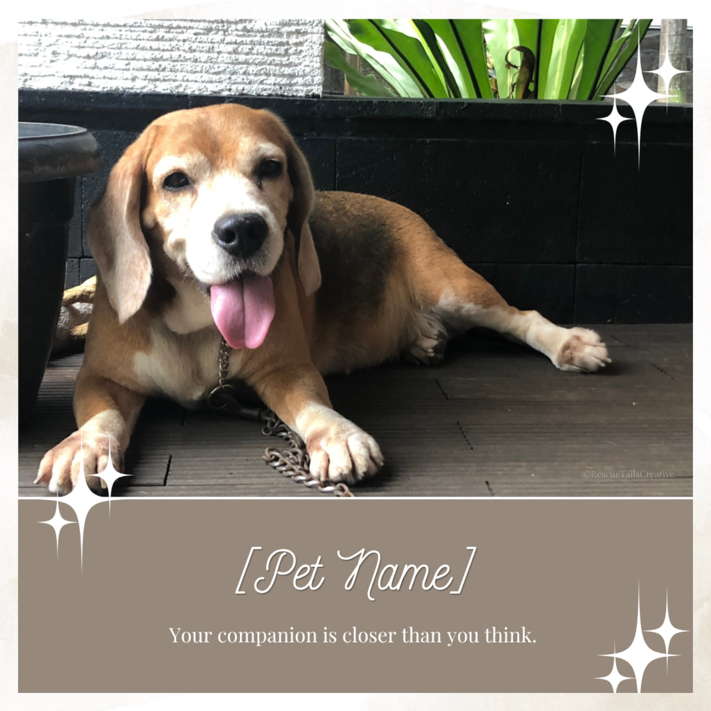 Featured Pet Template Pack - Hope & Homes